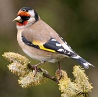 Goldfinch 
